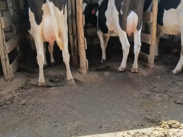 Vache, Race Holstein