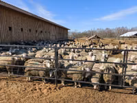 Brebis, Kuibyshev sheep — photo 7