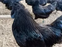 Ayam Cemani — photo 1