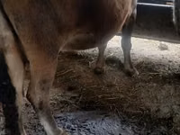 母牛, Alatau breed — 照片 2