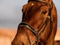 Caballo, Holstein — foto 6