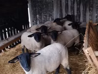 भेड़ें (लॉट, लिंग निर्दिष्ट नहीं), White Suffolk sheep — फ़ोटो 2