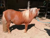 公马, Shetland Pony — 照片 5