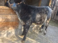 母牛, Belgian Blue — 照片 2