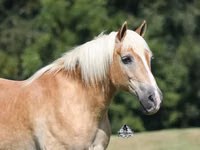 公马, Haflinger — 照片 3