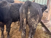 Taureau, Aberdeen-Angus — photo 4