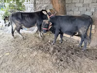 Toro, Ganado vacuno — foto 3