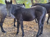 Caballos (lote, sexo no especificado), Karachay horse — foto 8