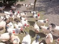 ससेक्स — फ़ोटो 4
