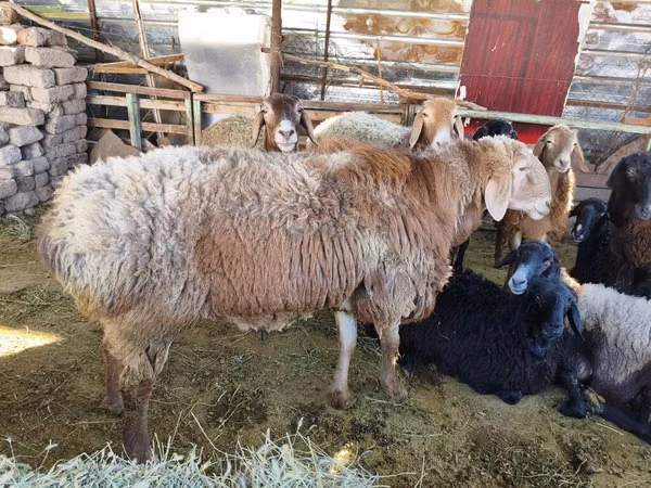 Ram, Arashan sheep