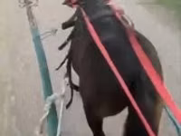 公马, Horses — 照片 1