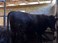 公牛, Red Polled Cow — 照片 4