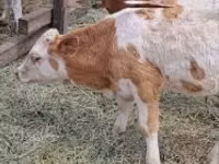 Rinder (Partie, Geschlecht nicht angegeben), Simmental cattle — Foto 4