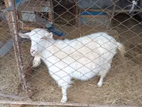 Chèvre, Saanen goat — photo 3