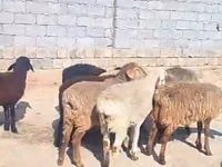 Sheep (batch, sex not specified), Sheep — photo 1