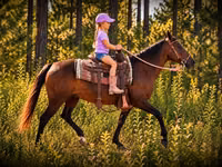 Stute, Quarter Horse — Foto 4