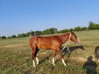 Cheval, Akhal-Teke — photo 6