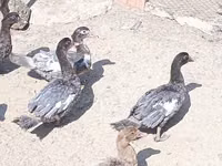 Ducks — foto 4