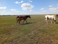 Yegua, Kinsky horse — foto 1