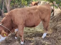 Bull, Simmental cattle — photo 2
