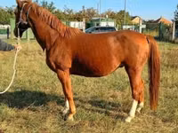 Cheval, Kisber felver — photo 2
