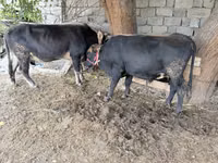 Toro, Ganado vacuno — foto 2