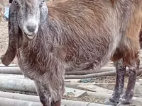 Chèvre, Damask goat — photo 4