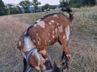 बकरा, Nubian Goat — फ़ोटो 3
