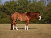 公马, Quarter Horse — 照片 1