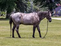 Cheval, Quarter Horse — photo 3