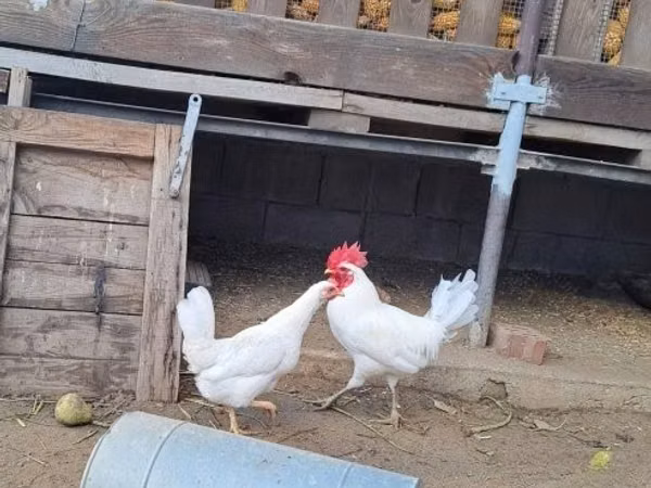 Bantam japonesa