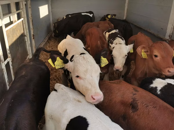 公牛, Cattle