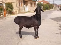 كبش, الأغنام — الصورة 1