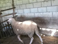 公羊, Baerchuke sheep — 照片 2