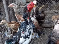 Chickens — फ़ोटो 2