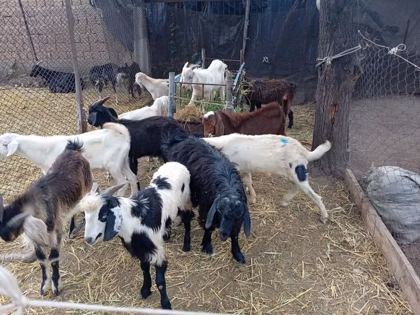 Billy Goat, Pomellata goat