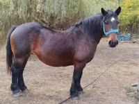 Mare, Horses — photo 1