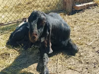 Billy Goat, Kamori goats — photo 2