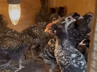 Chickens — Foto 3