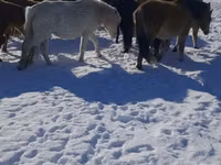 母马, Yakutian horse — 照片 1