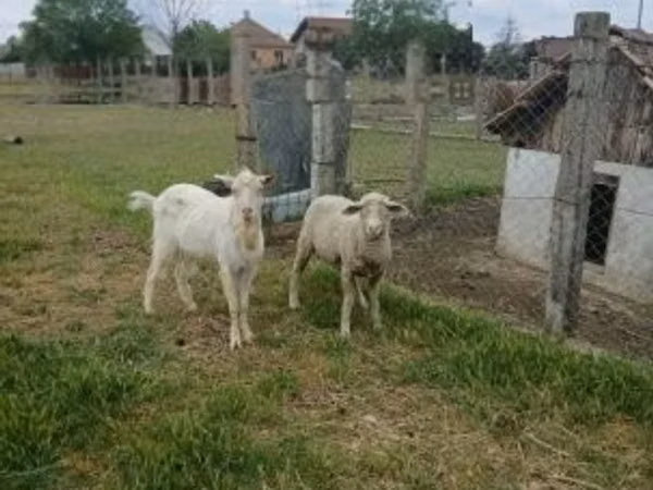 Widder, Merino sheep