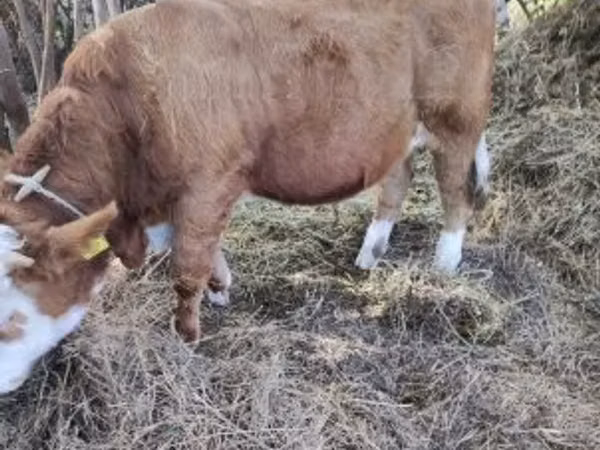公牛, Simmental cattle