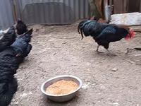 Australorp — photo 7