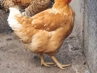 Chickens — الصورة 3