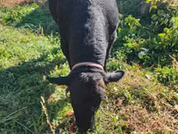 Vache, Aberdeen-Angus — photo 2