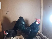 Chickens — फ़ोटो 5