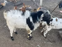 تيس, Nigerian dwarf goats — الصورة 2