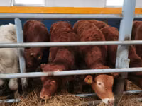 牛只（批次，未指定性别）, Limousin cow — 照片 3