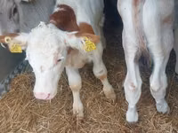 Taureau, Simmental cattle — photo 2