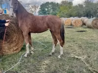 母马, Dutch warmblood horse — 照片 5